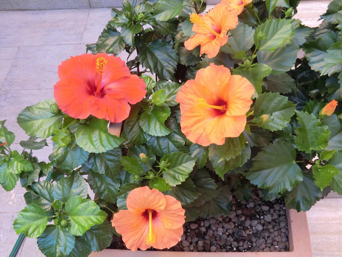 Bed and Breakfast Il Giardino Di Alisa Tivoli Exterior foto